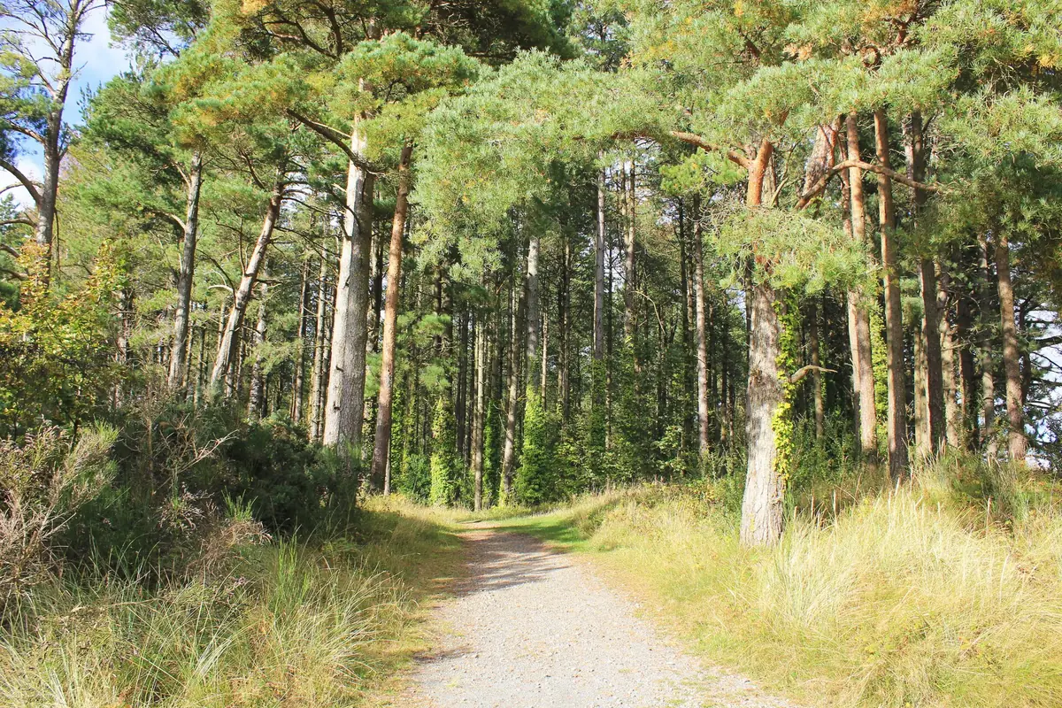 Newborough National Nature Reserve and Forest, Newborough