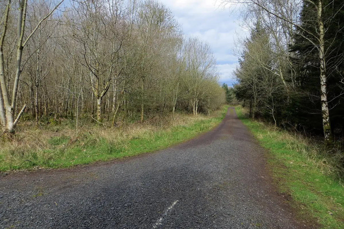 Randalstown Forest, Randalstown