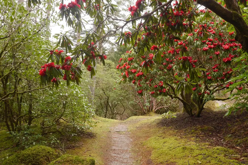 Crarae Garden, Minard