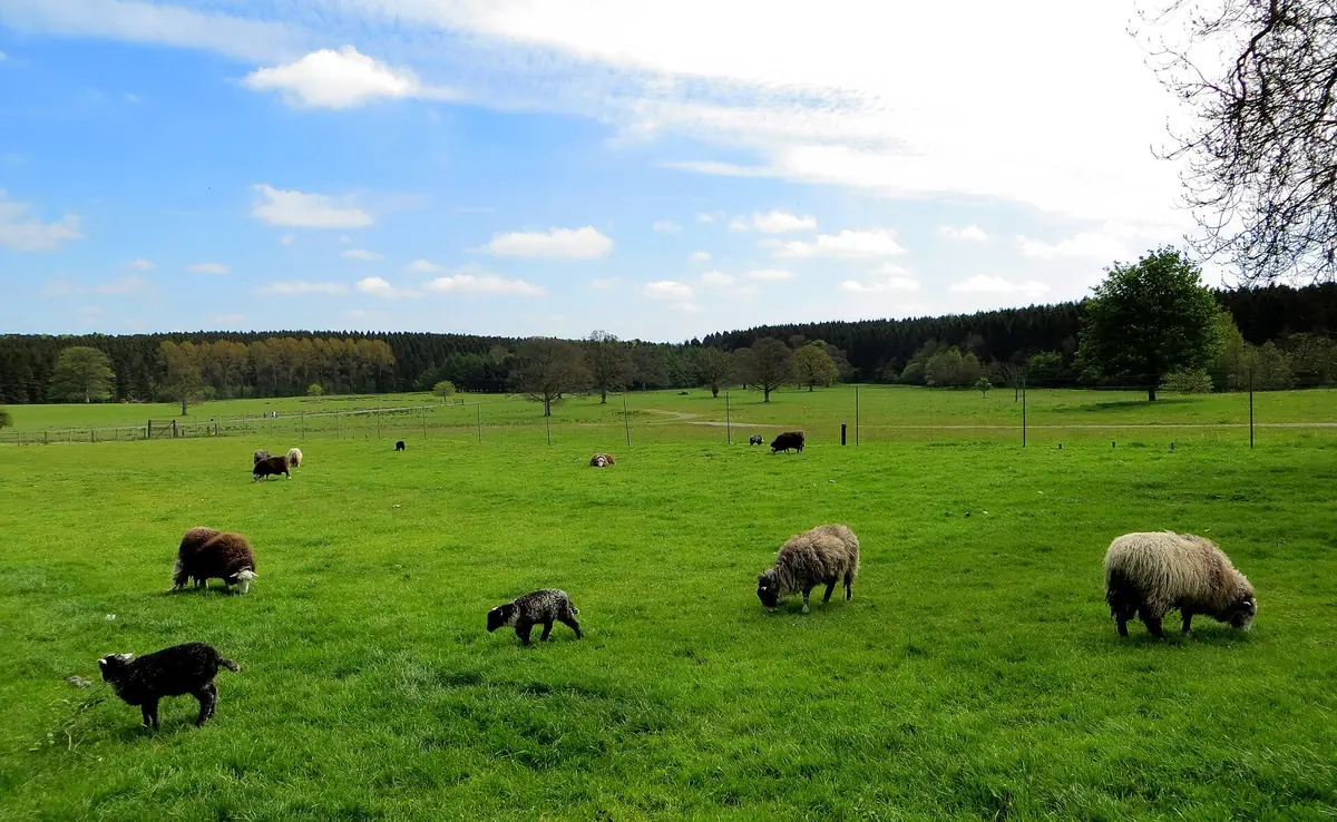 Gosford Forest Park, Markethill