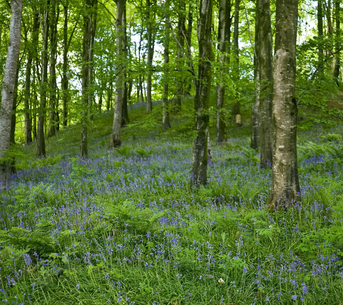 Portglenone Forest, Portglenone