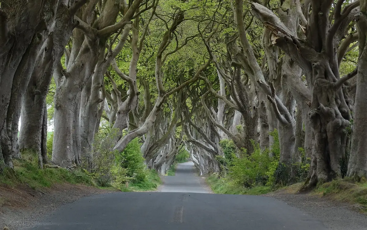 The Dark Hedges, Stranocum