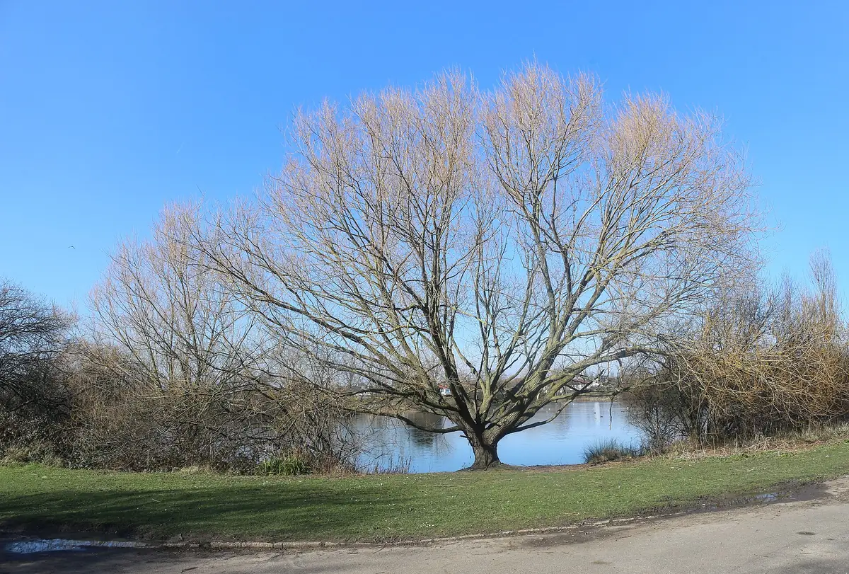 Mayesbrook Park, Barking
