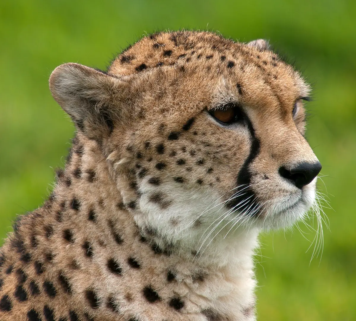 Whipsnade Zoo, Dunstable