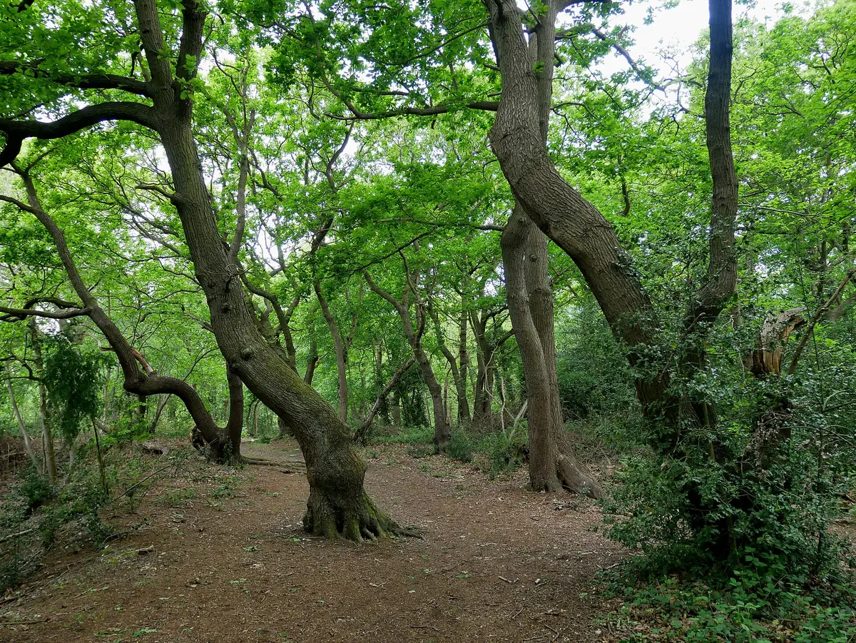 Lesnes Abbey Woods, Belvedere