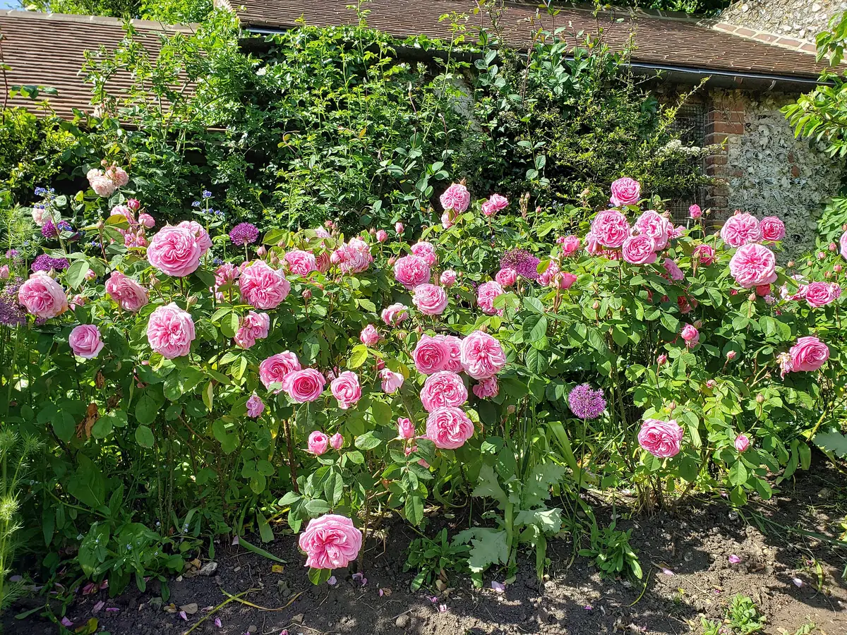 Rottingdean village and Kipling Gardens, Rottingdean
