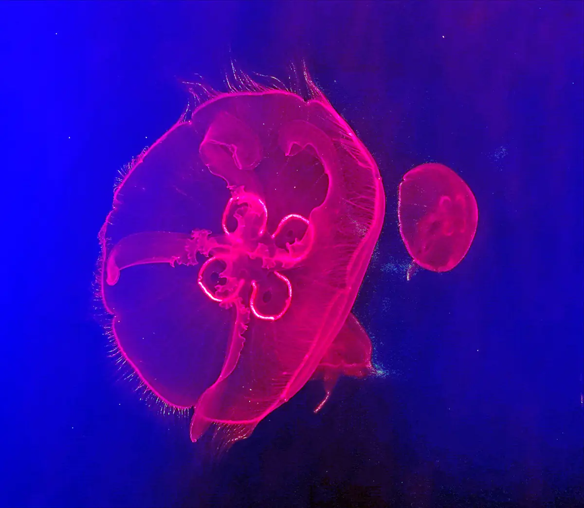 Bristol Aquarium, Bristol