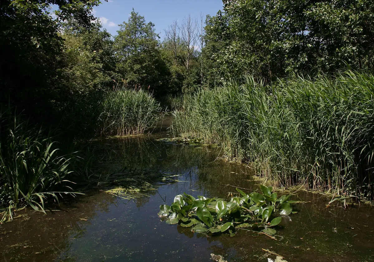 Camley Street Natural Park, Somers Town