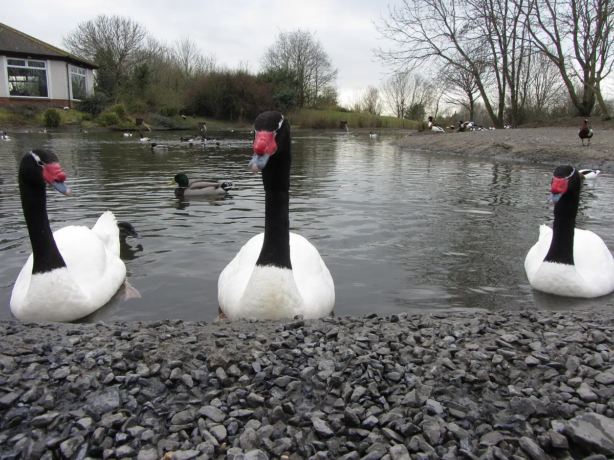 WWT Llanelli Wetland Centre, Llanelli