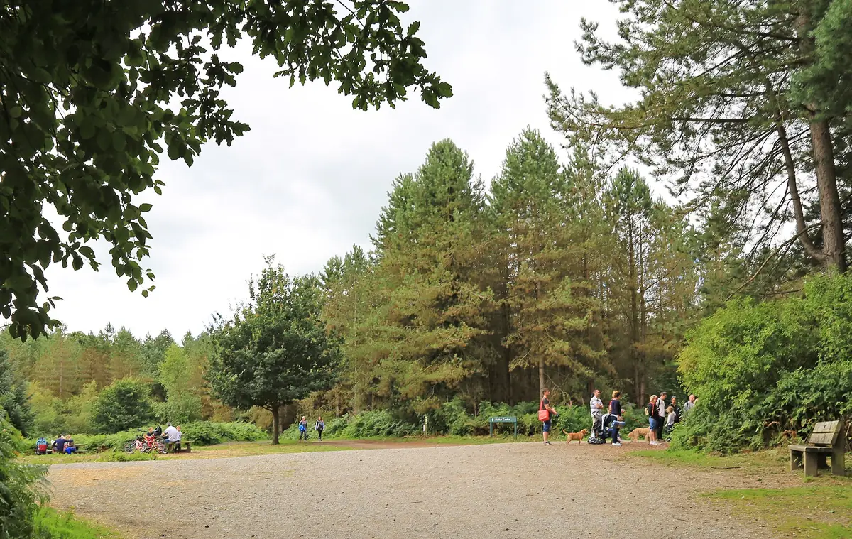Delamere Forest, Delamere