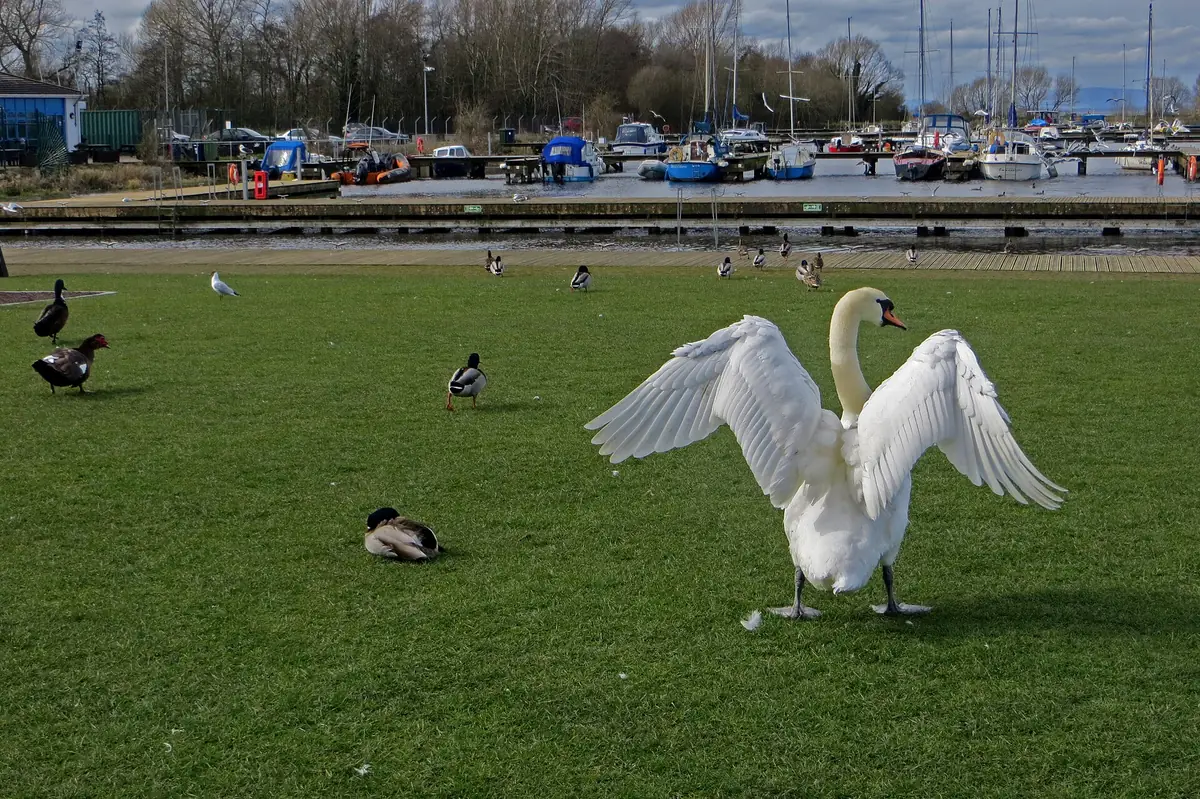 Kinnego Marina, Lurgan