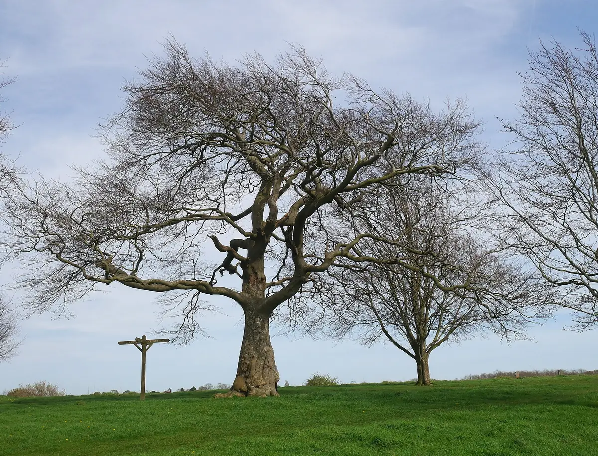 Farthing Downs, Coulsdon