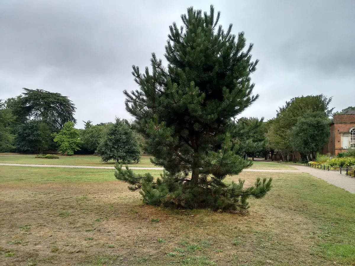 Markeaton Park, Markeaton