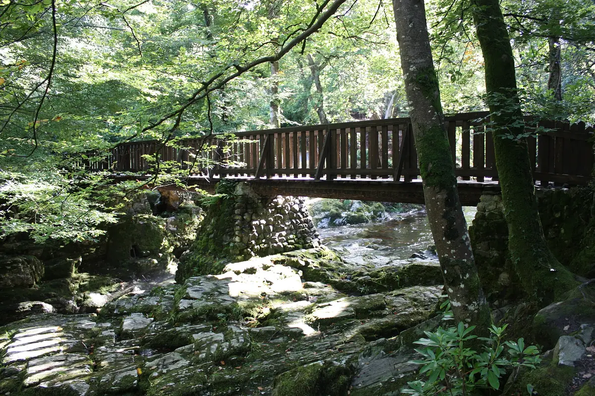 Tollymore Forest Park, Newcastle