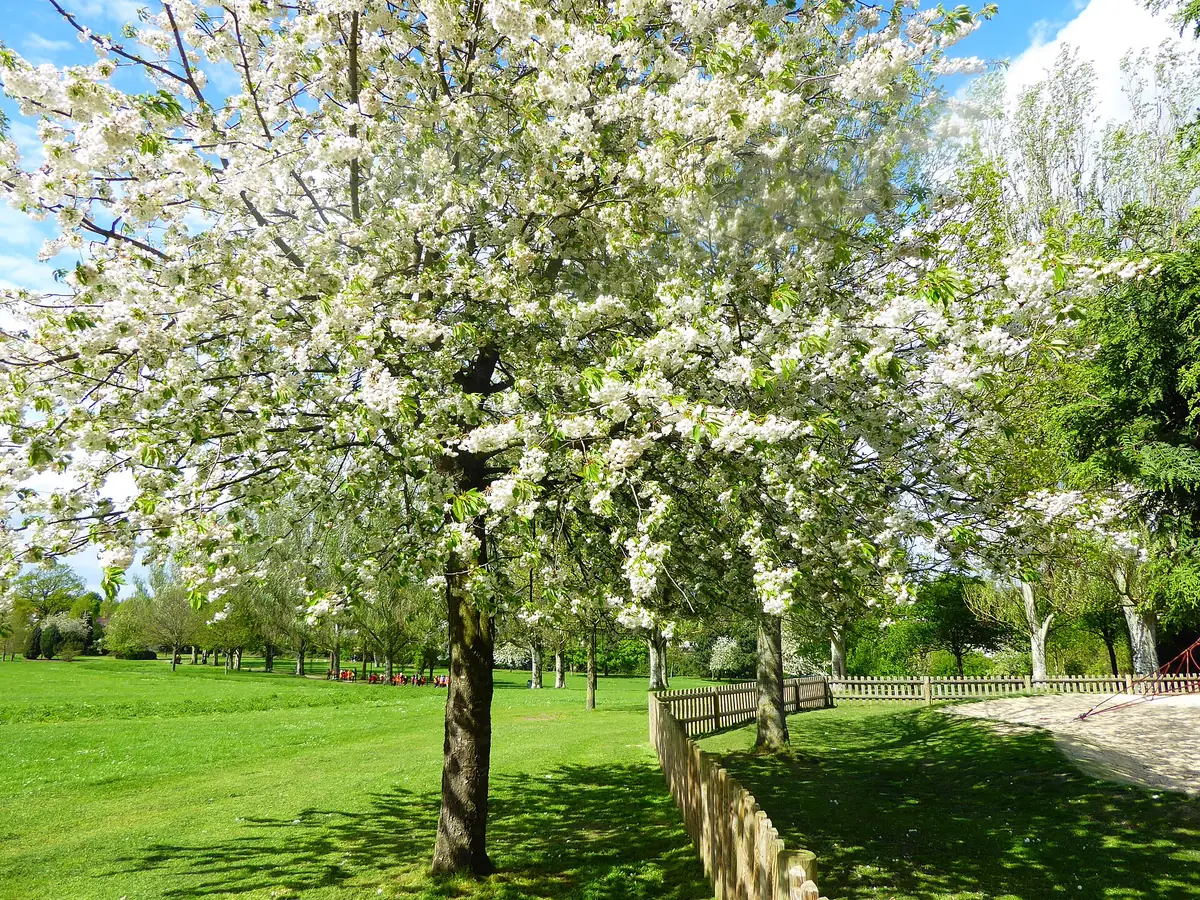 Ravenor Park, Greenford