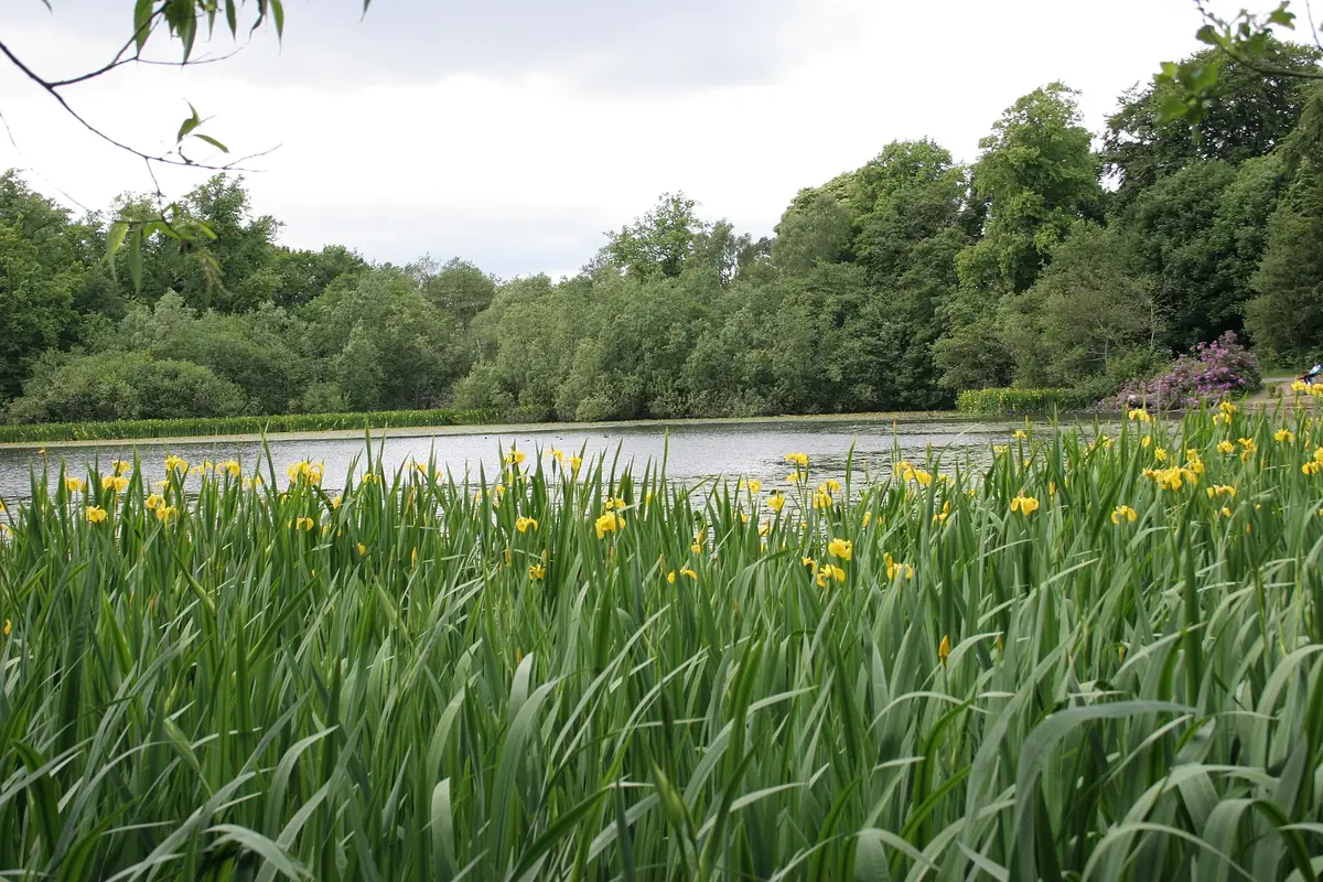 Kilmardinny Loch, Bearsden