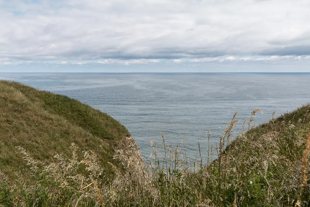 RSPB Bempton Cliffs, Bempton