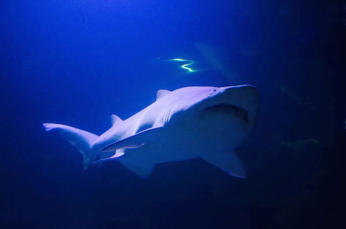Deep Sea World, North Queensferry