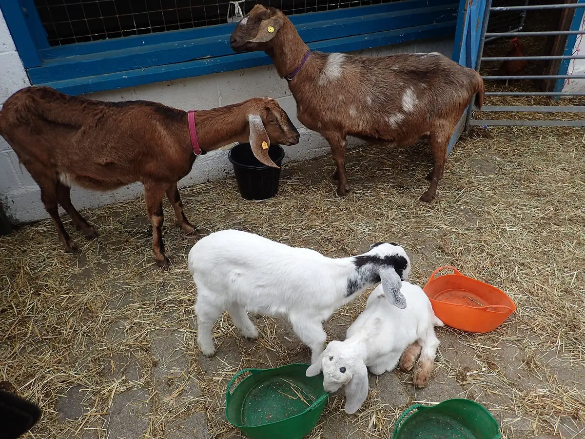 Hackney City Farm, Haggerston
