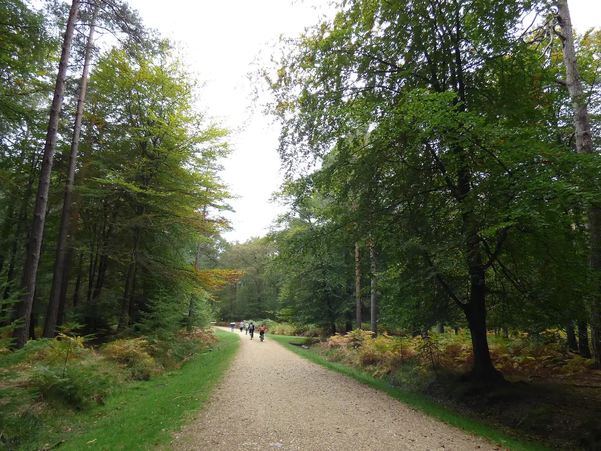 Bolderwood, Lyndhurst