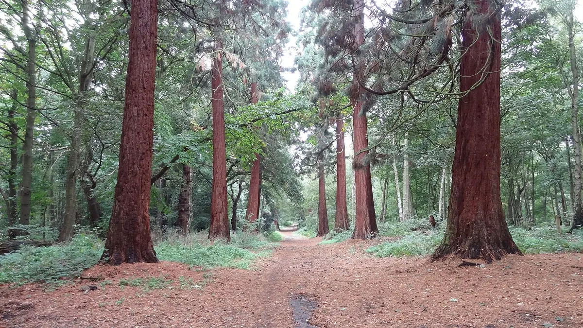 Havering Country Park, Havering-atte-Bower