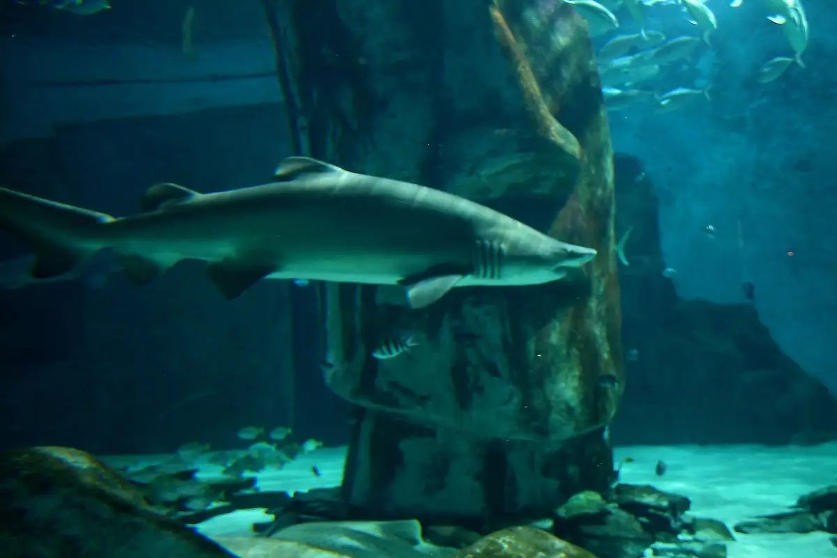 SEA LIFE London Aquarium, Waterloo