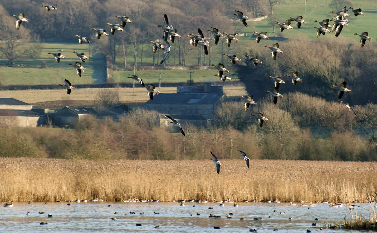 RSPB Leighton Moss, Silverdale