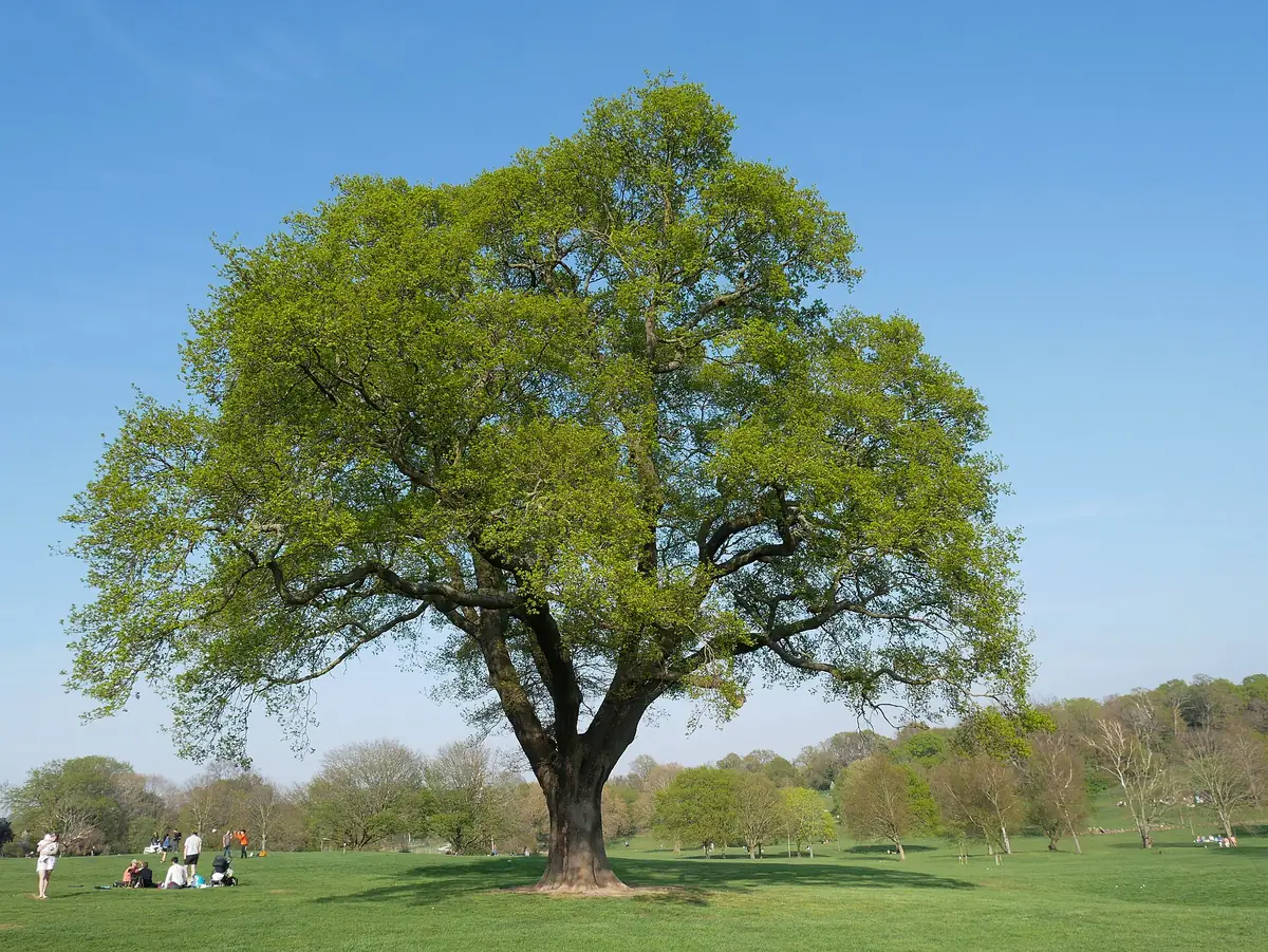 Beckenham Place Park, Bellingham
