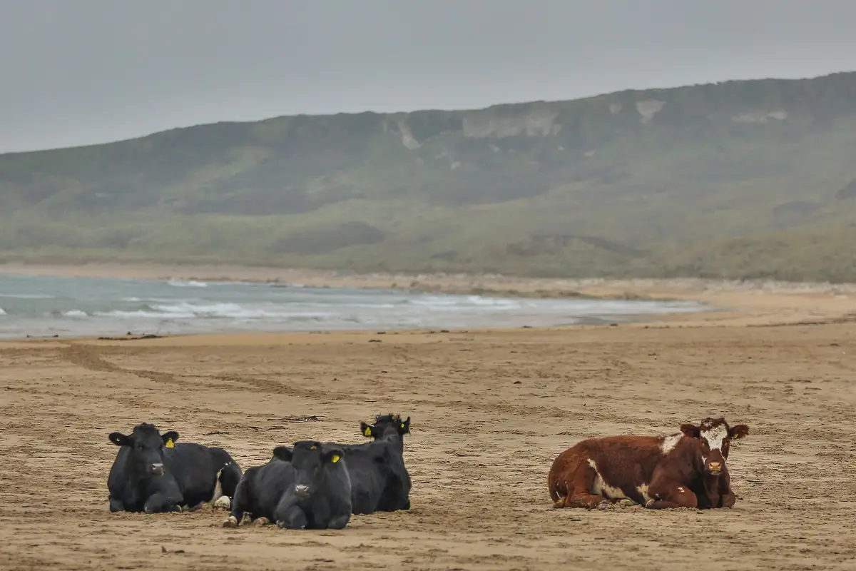 White Park Bay, Ballintoy