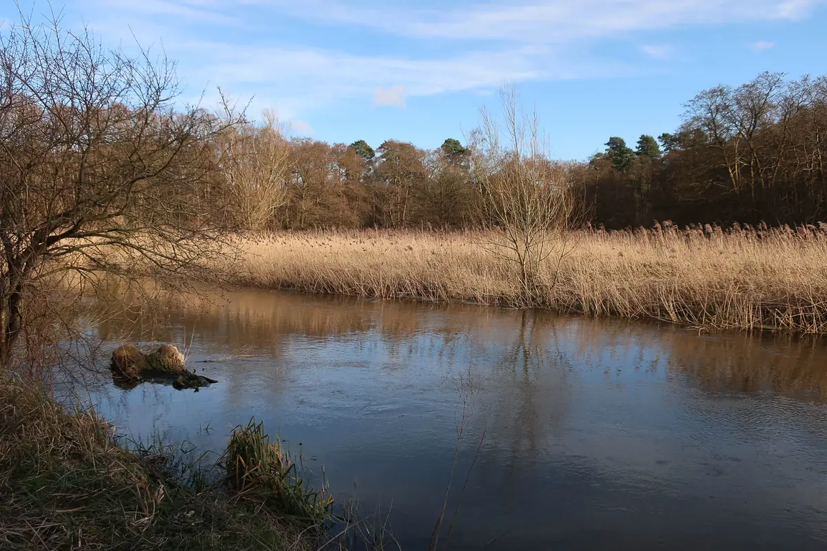 High Lodge, Thetford Forest, Brandon