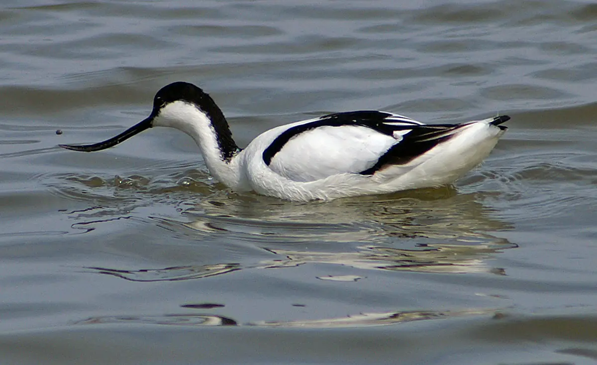 RSPB Titchwell Marsh, Hunstanton