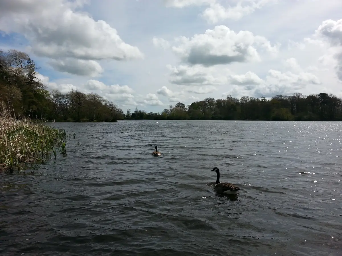 Bolam Lake Country Park, Belsay
