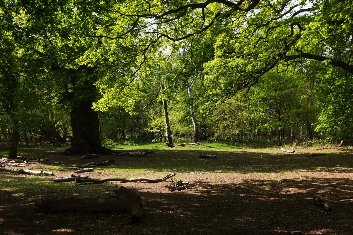 RSPB Sherwood Forest and the Major Oak, Edwinstowe