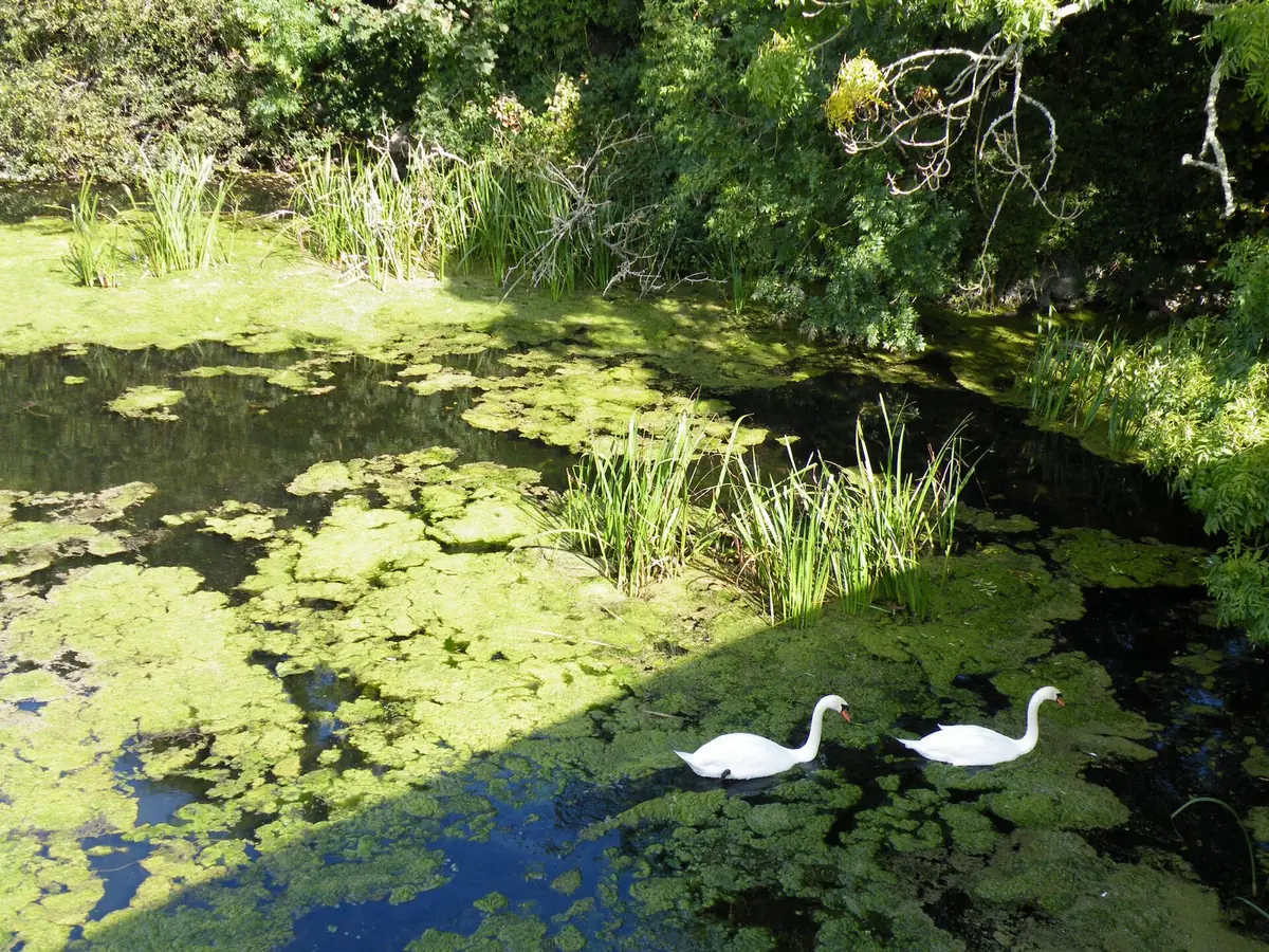 Stackpole and Bosherston Lily Ponds, Pembroke