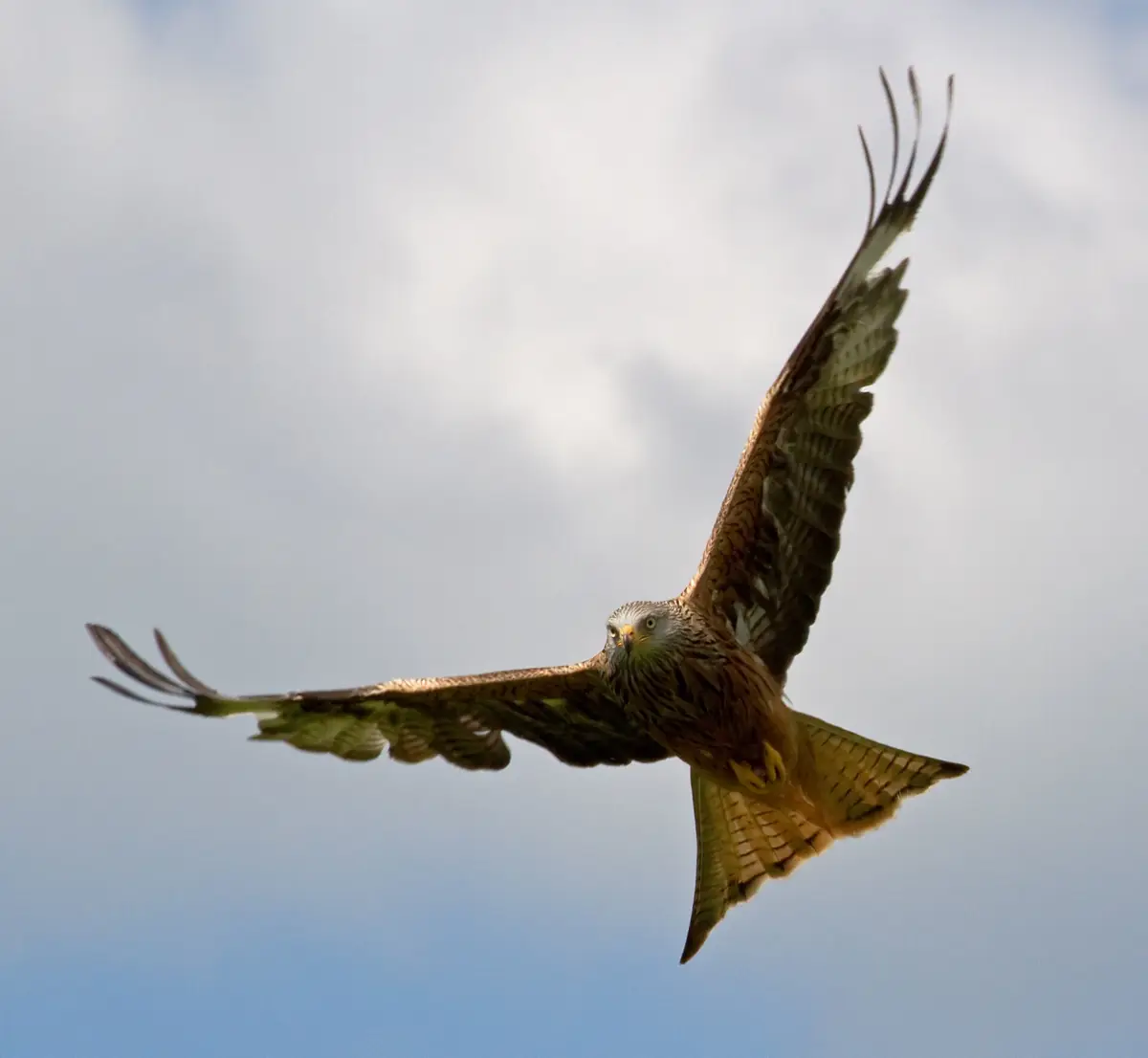 Gigrin Farm Red Kite Feeding Centre, Rhayader