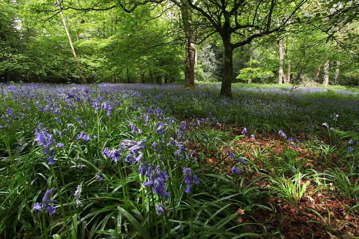 Hainault Forest Country Park, Hainault