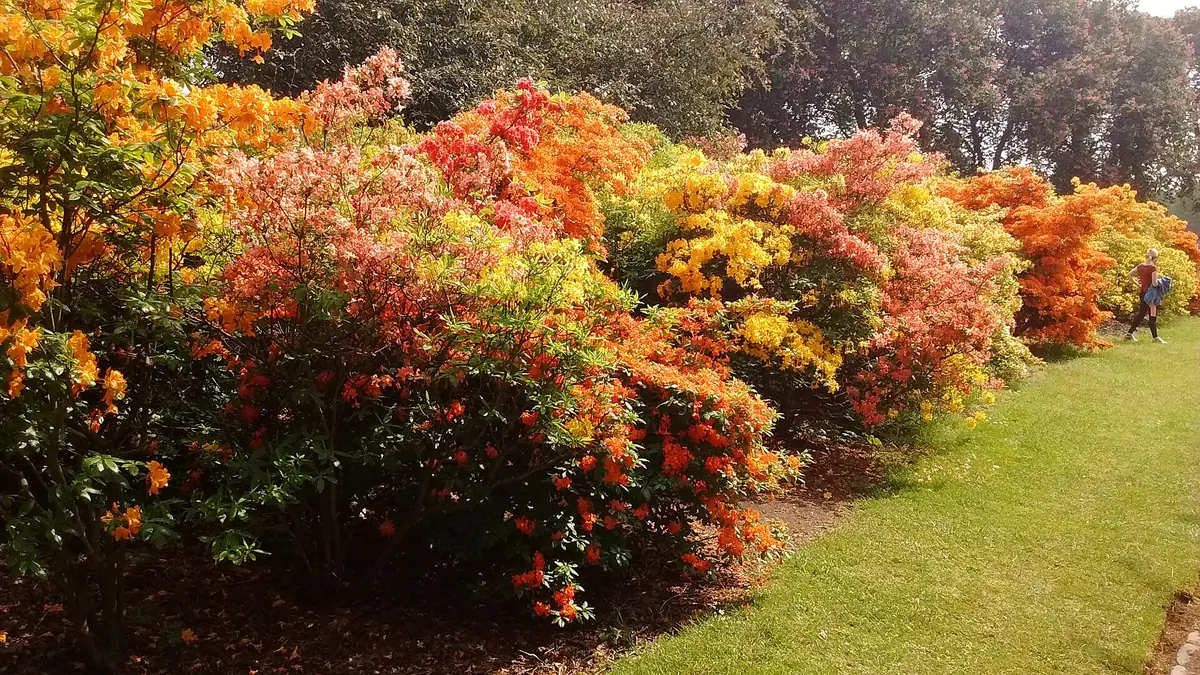 Valentines Park, Ilford