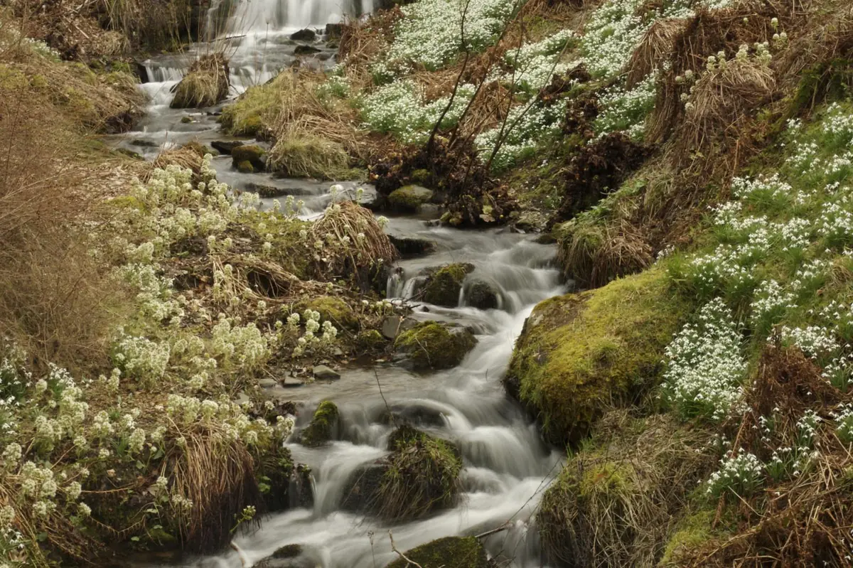 Dawyck Botanic Garden, Peebles