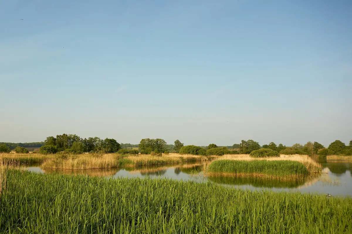 RSPB Ham Wall, Glastonbury