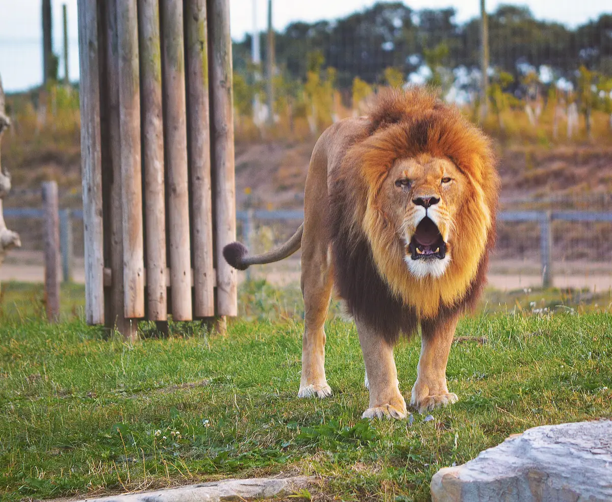 Yorkshire Wildlife Park, Doncaster