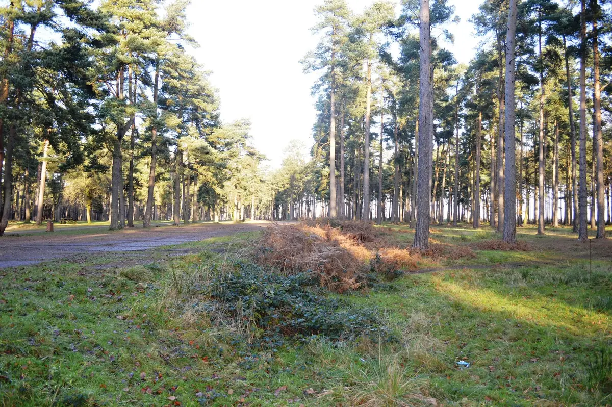 Cannock Chase Forest, Birches Valley, Rugeley