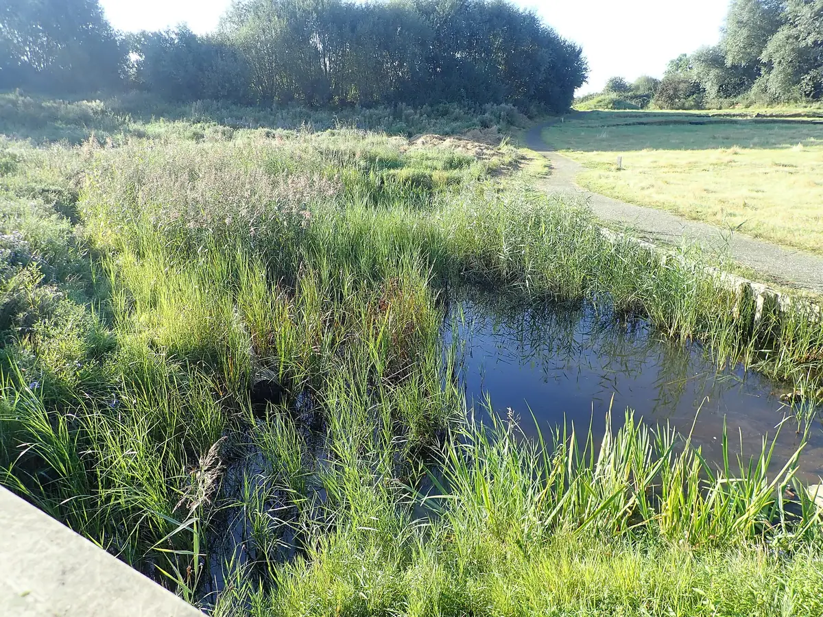 Portrack Marsh Nature Reserve, Stockton on Tees