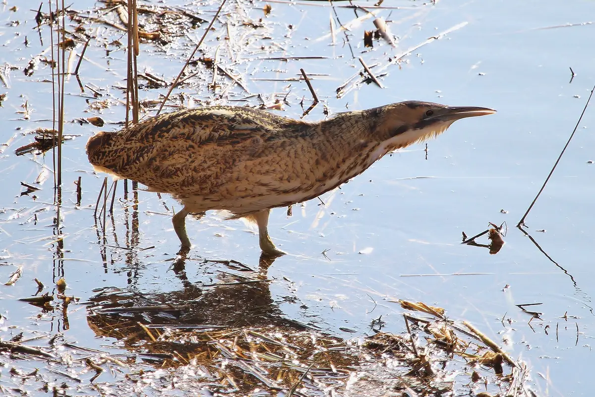 RSPB Minsmere, Westleton