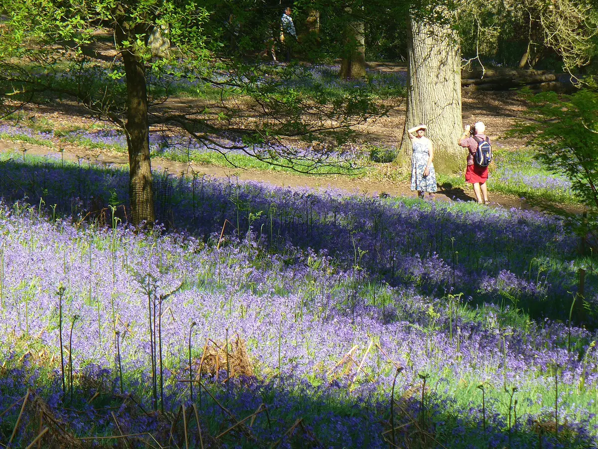 Winkworth Arboretum, Godalming