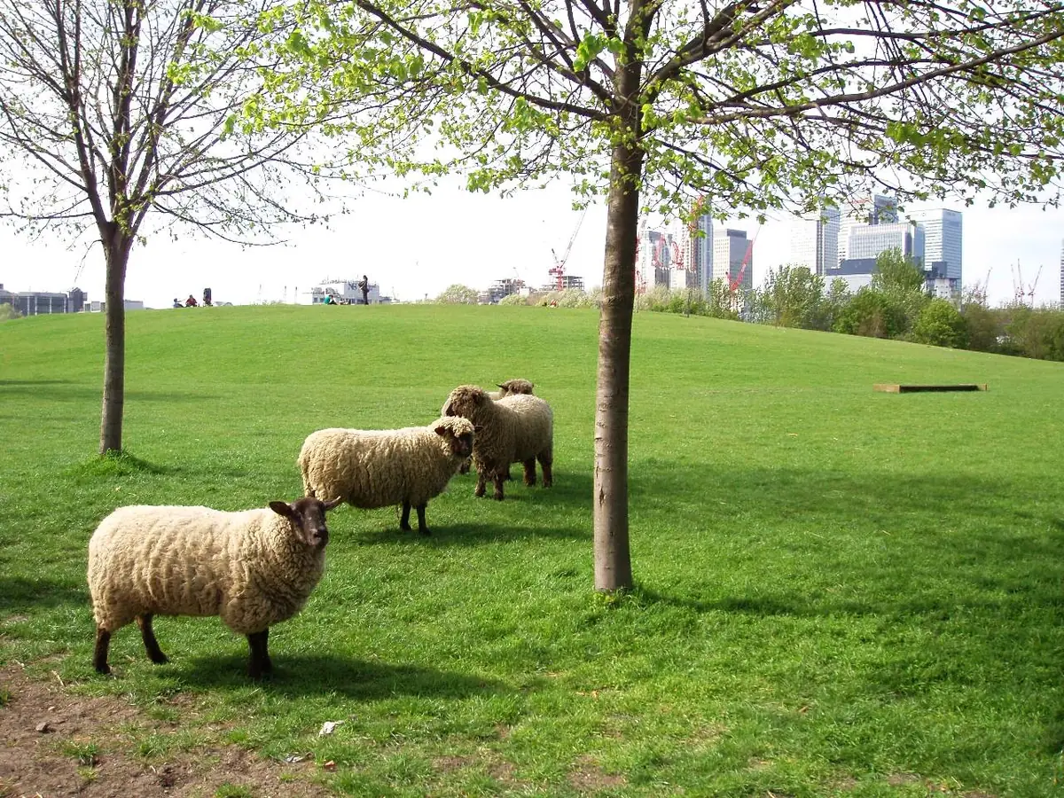 Mudchute Park and Farm, Isle of Dogs
