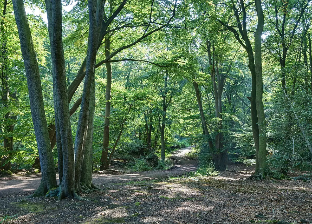 Epping Forest Visitor Centre and Chingford Plain, Chingford