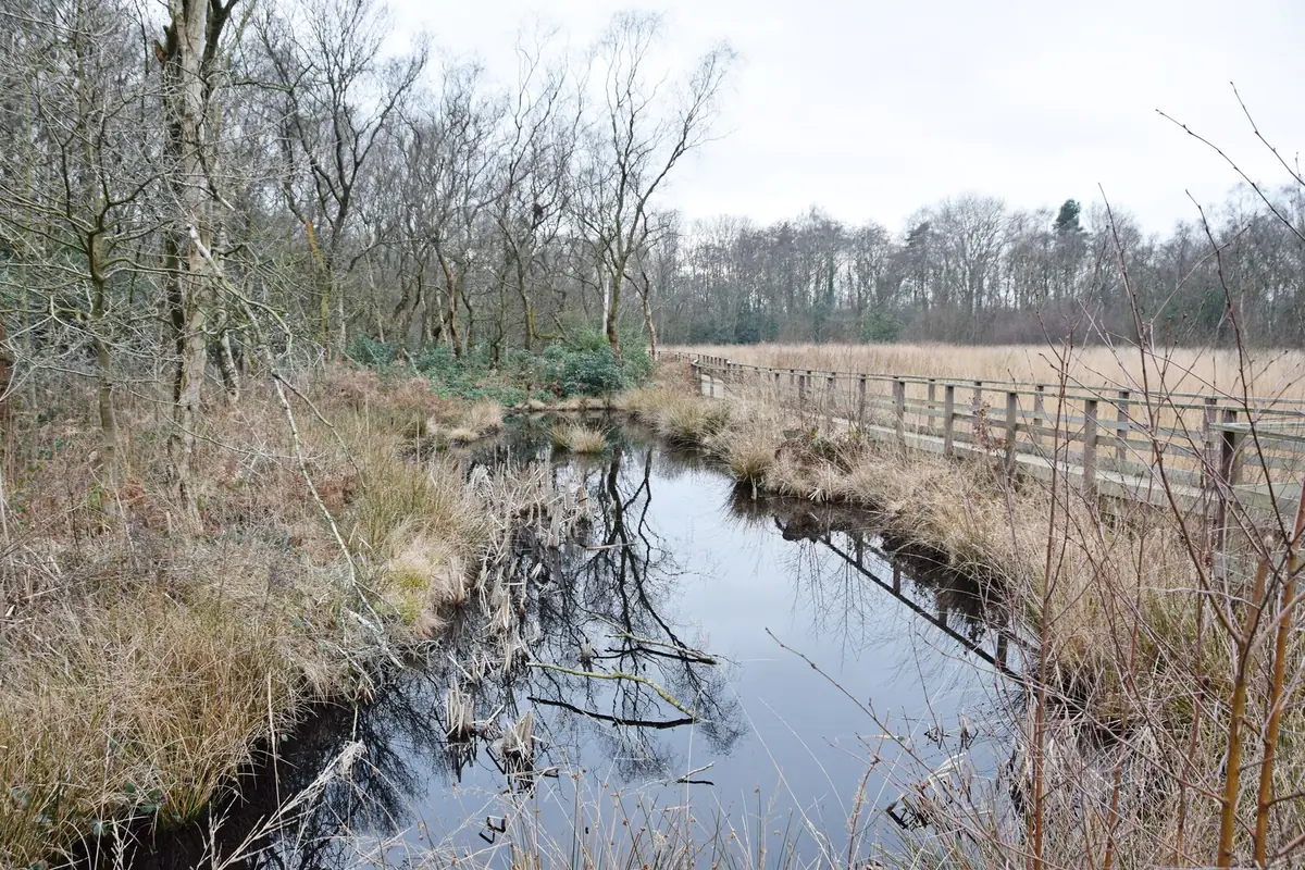 Risley Moss Local Nature Reserve, Birchwood