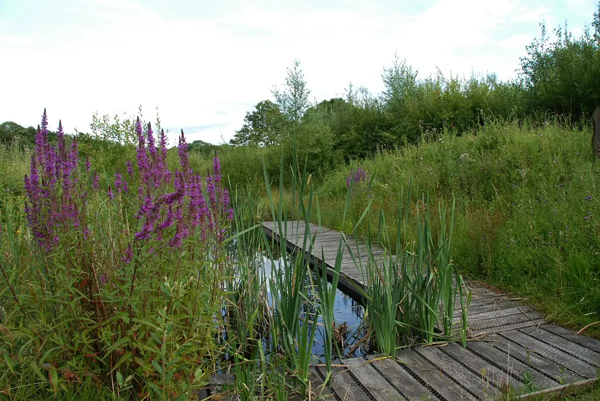Rixton Clay Pits, Rixton