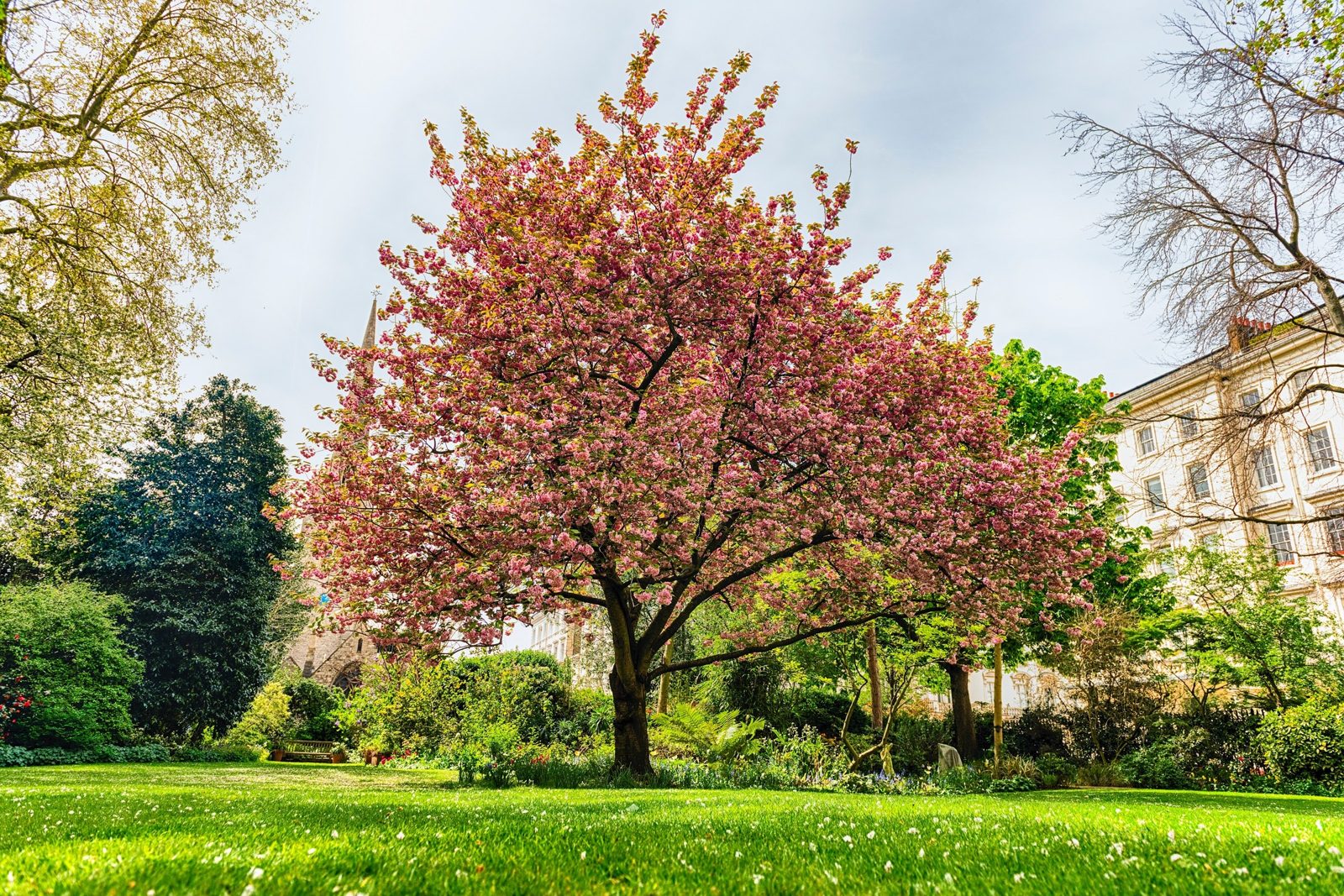 Pimlico, Belgravia