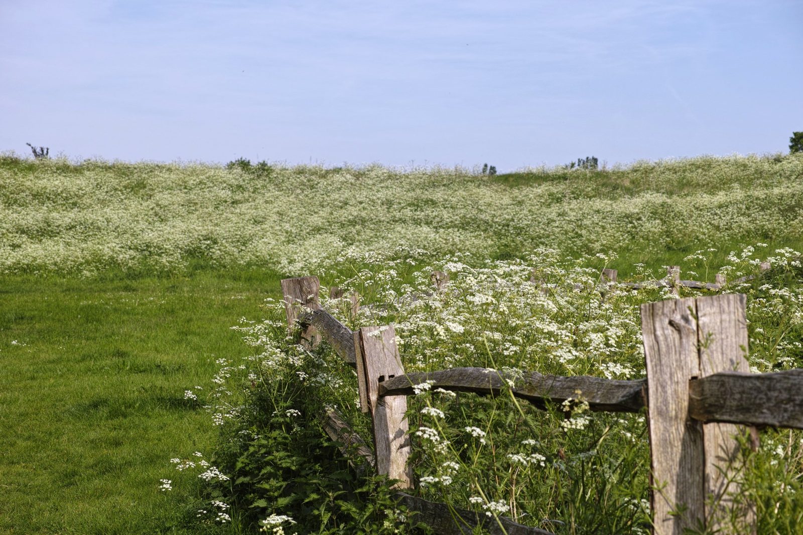 Welling, Blendon